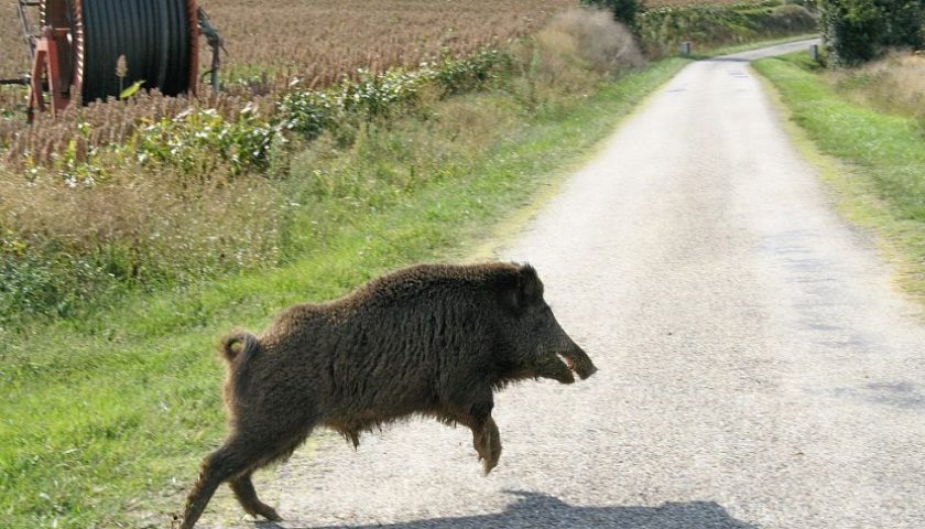 Laureana Cilento, si scontra con un cinghiale: centauro in ospedale