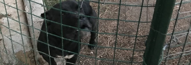 Cani corso con code e orecchie mutilate: sgomberato allevamento in provincia di Salerno