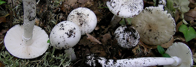 Dall’Agro in Basilicata in cerca di funghi, 4 multati ricorrono al prefetto