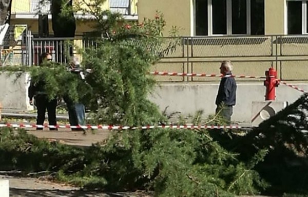 Agropoli: Ramo spezzato dal vento, colpito operatore ecologico