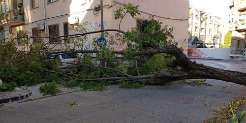 Raffiche di vento, cade un albero a Pastena