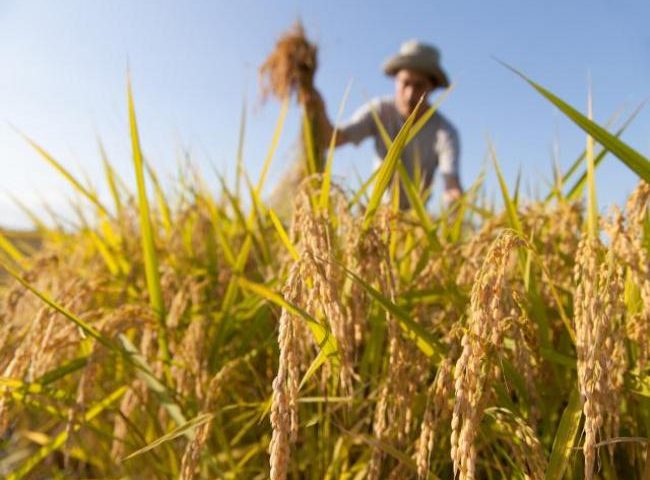 I giovani della provincia di Salerno scelgono l’agricoltura