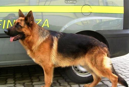 Cani antidroga in viaggio con gli studenti di Vallo della Lucania