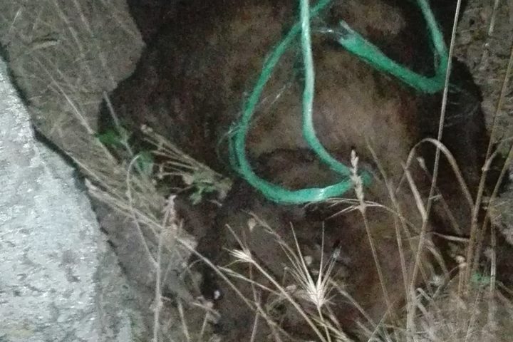 Cani impiccati, domenica animalisti ​in piazza per chiedere giustizia