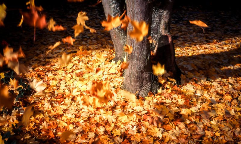 Muore cadendo da un albero, indagati 7 medici per negligenza