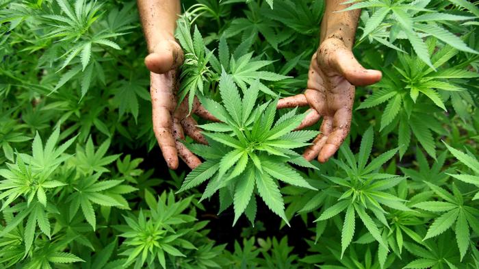200 piante di marijuana in casa. Arrestato Francesco Saja