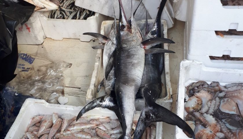 Sequestrato pesce spada “sottotaglia”, multata una pescheria cilentana