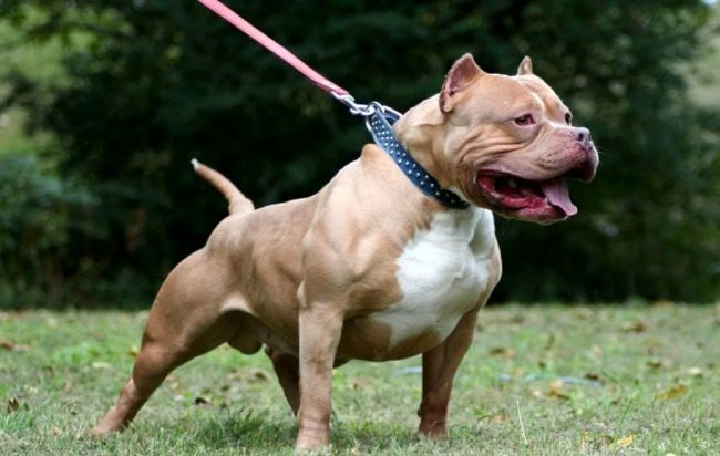 Pitbull azzanna al braccio 35enne a Camerota