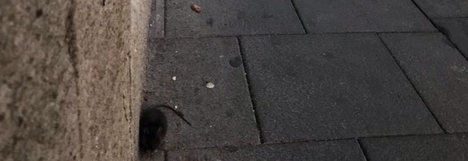 Ratti in piazza a Vallo della Lucania, i grillini chiedono l’intervento dell’Asl