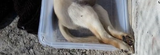 Scoperta raccapricciante ad Angri, un cane morto abbandonato tra i rifiuti