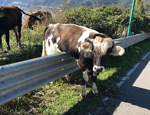 Salerno, mucche in tangenziale: Paura tra gli automobilisti