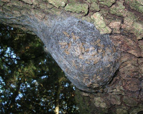 Ottati: è allarme processionaria da quercia