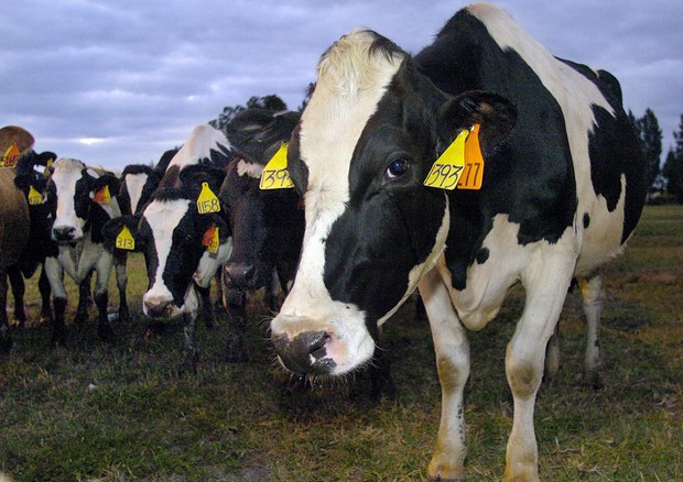 La Cina rimuove dopo 16 anni il bando sulla carne bovina italiana