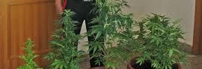 Cocaina e marijuana, due donne a processo per spaccio a Sarno