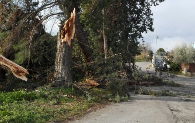 Paura a Polla, albero cade su auto in sosta