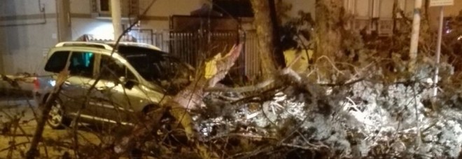 Paura all’ospedale di Polla, crolla un albero nel parcheggio: danneggiate 2 auto