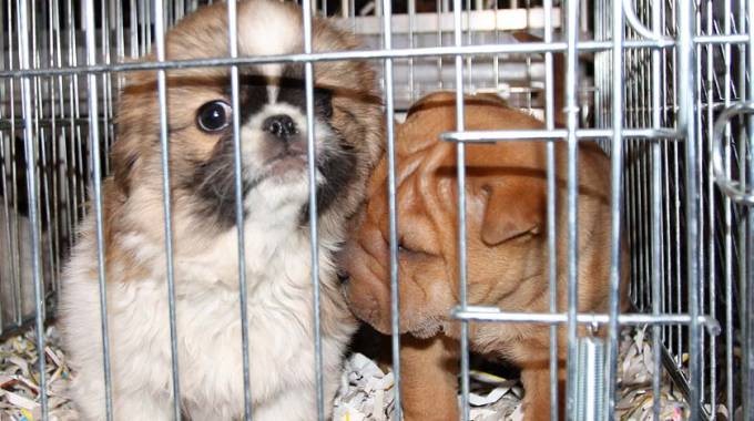 Traffico di animali di razza, cinque indagati per truffa ed estorsione