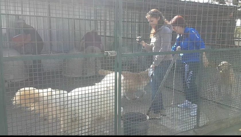 Il Comune di Capaccio Paestum cerca un nuovo canile