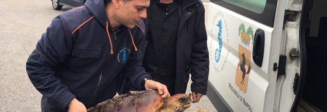 Ascea, salvata una tartaruga caretta caretta