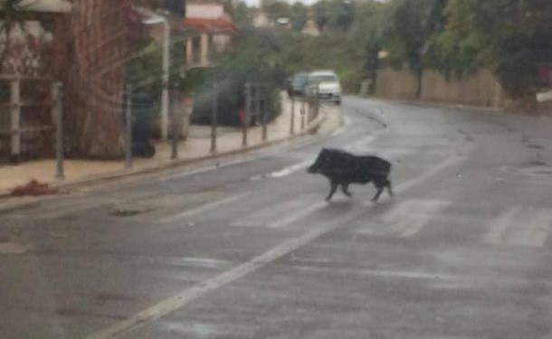 Ogliastro Cilento, cinghiale avvistato in paese: rabbia e paura tra i residenti