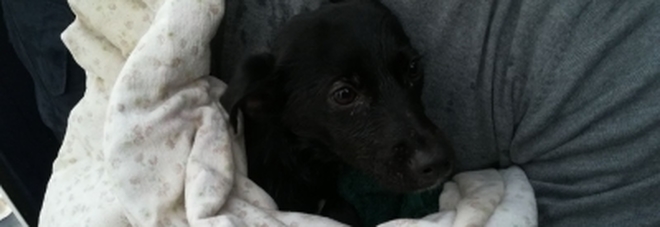 Maiori, salvato il cucciolo lasciato sulla spiaggia