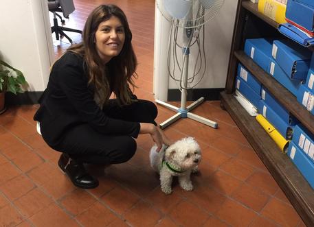 Assessore Genova, sì ai cani in ufficio