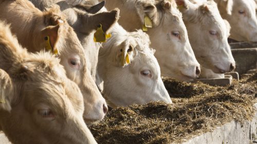 Tre focolai di tubercolosi bovina individuati in provincia di Salerno