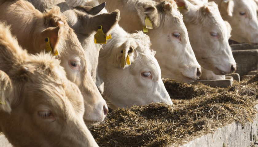 Tre focolai di tubercolosi bovina individuati in provincia di Salerno