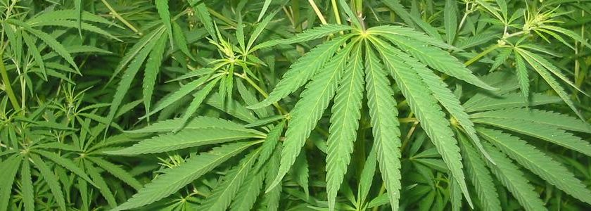 Regione Campania, avviso pubblico per favorire la coltura della canapa