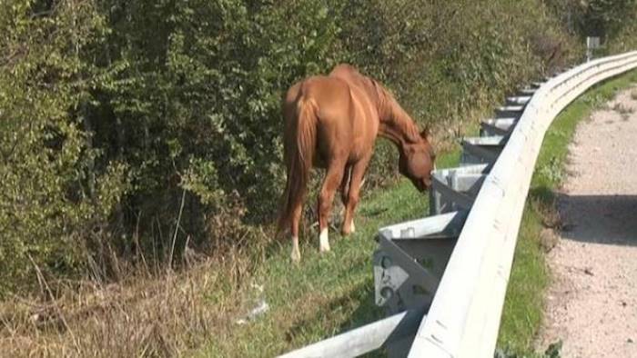 A Monte San Giacomo sequestrati 3 cavalli vaganti