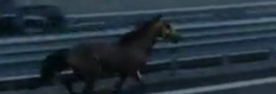 Cavallo al galoppo sulla terza corsia della Na-Sa