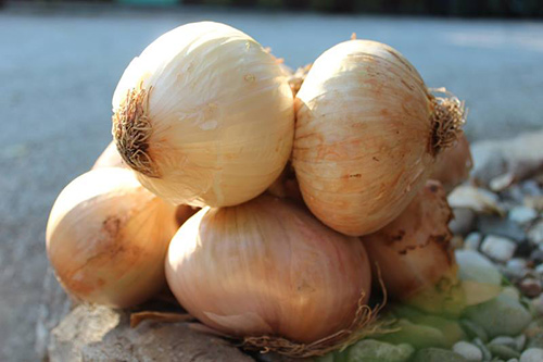 La cipolla di Vatolla sbarca su RaiUno ai “I soliti ignoti”