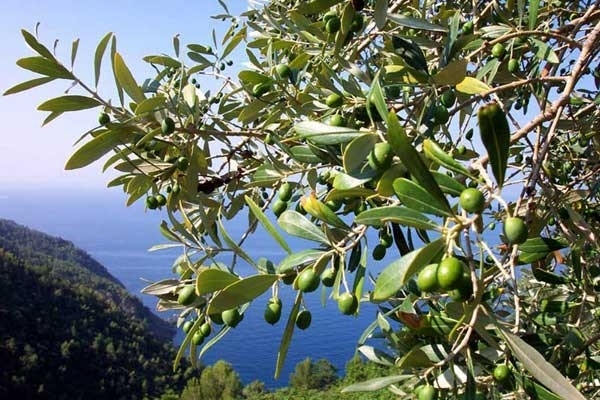 Corso di formazione gratuita sulla potatura dell’ulivo a Castellabate