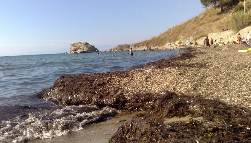 Alghe: come farle diventare una risorsa per il Cilento?