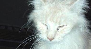 Trovato allevamento di gatti norvegesi