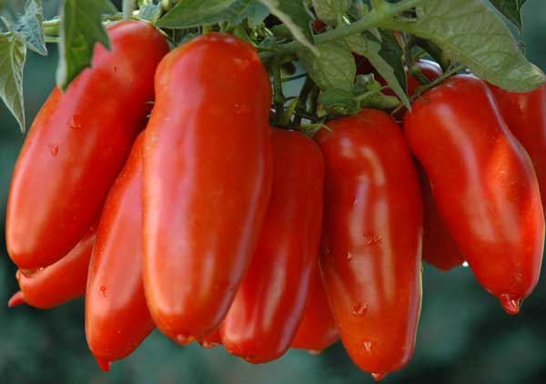Condannato Amato per vendita di falso San Marzano