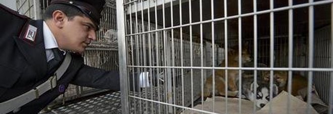 Pontecagnano, chiuso un negozio di animali