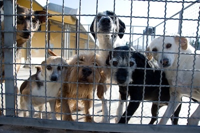 Carenze igienico sanitarie, sequestrato canile ad Olevano sul Tusciano