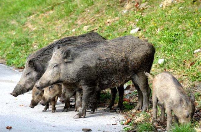 Emergenza cinghiali anche in costiera amalfitana, gli agricoltori denunciano danni a coltivazioni e allevamenti