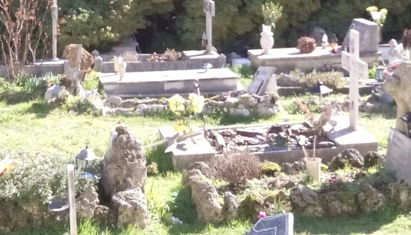 Pecore trovate a pascolare nel cimitero di Vibonati