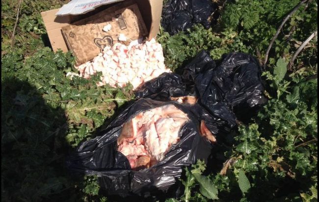 Rifiuti a cielo aperto a Teggiano e Sant’Arsenio, trovati resti di maiale e ossa