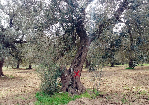 Xylella: in Puglia quasi 3000 ulivi positivi a batterio