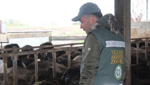 Illecito smaltimento di rifiuti, sequestrata azienda zootecnica