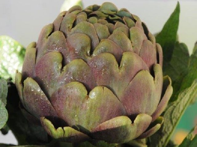 Venti incontri nelle scuole su sana alimentazione e prodotti a marchio comunitario