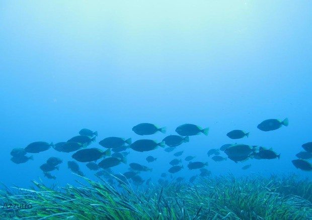 Clima: nel Mediterraneo a rischio la metà delle specie