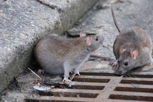 Invasione di serpenti e ratti, scatta l’allarme ad Episcopio