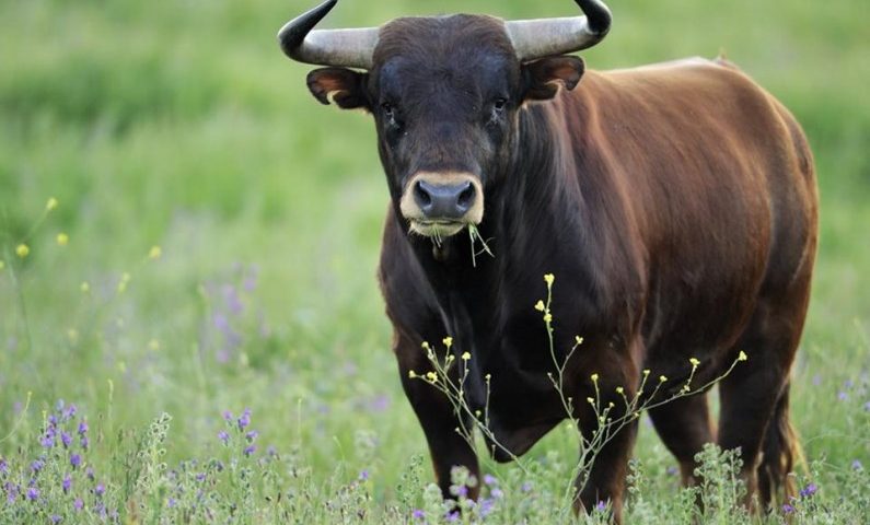 Campagna, incornato da un toro: 70enne finisce in ospedale a Eboli