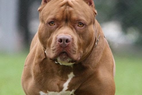 Pitbull aggredisce il padrone e viene ucciso, la denuncia degli animalisti