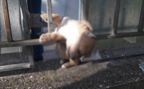 Cagnolino ucciso, orrore nel salernitano. L’appello degli animalisti