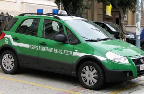 Blitz dei carabinieri, sequestrati capi di bestiame